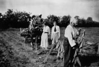 Tobacco-harvesting in Stackallen, Co. Meath, in the 1930s. (Meath County Library)