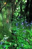 Ancient woodland at Drumlamph, Co. Londonderry, in the care of Northern Ireland’s Woodland Trust. (WTPL/Steven Kind)