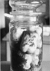 Blight-affected potatoes preserved for posterity. (Bord Fáilte)