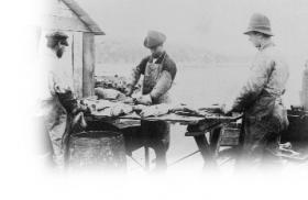 Splitting codfish. (Centre for Newfoundland Studies Archives)