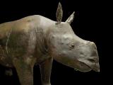 The mounted rhinoceros in the Zoological Museum, Trinity College Dublin—but is it Trevelyan’s? (Damien Maddox)