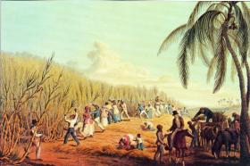 Slaves cutting sugar cane on Antigua, 1823. One theme of the conference was the 200th anniversary of the abolition of the slave trade in the British Empire. (British Library)