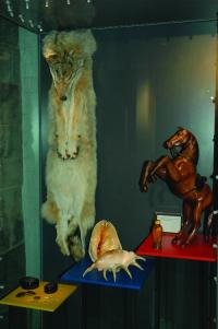 A cabinet displaying items seized by customs officers under the terms of the Convention on International Trade in Endangered Species (CITES).